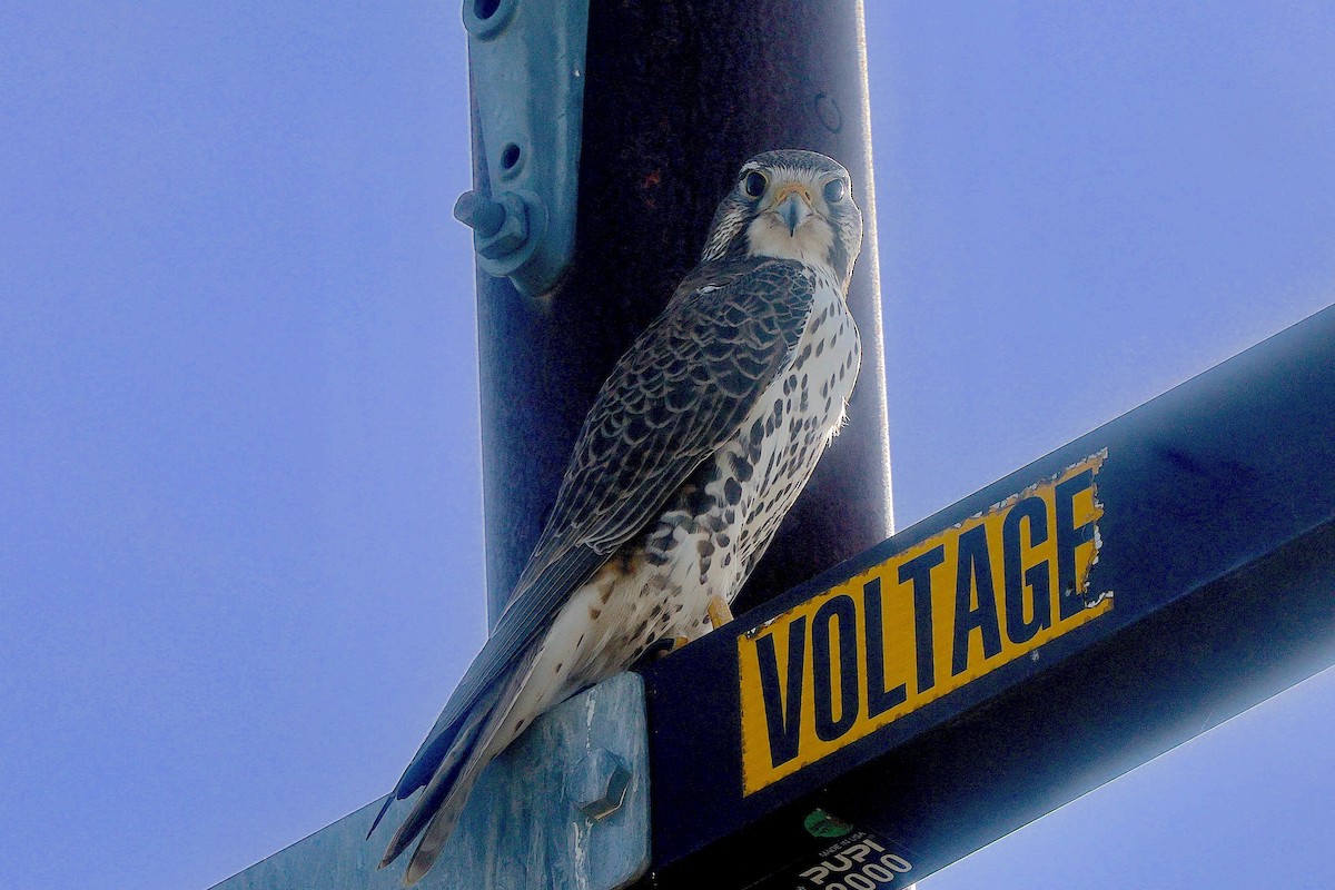Prairie Falcon - ML646808077