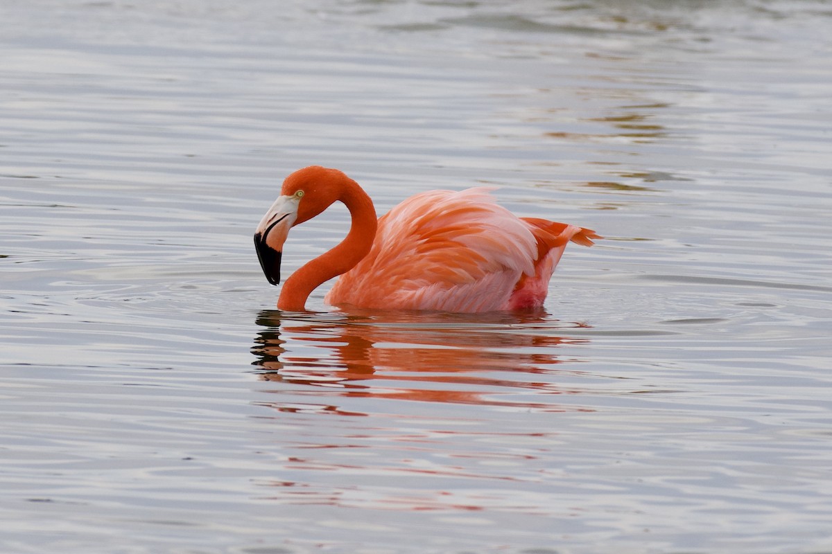 American Flamingo - ML646808081