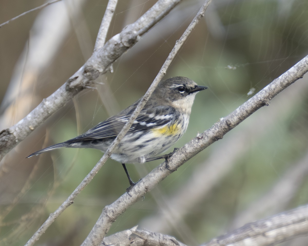 Yellow-rumped Warbler (Myrtle) - ML646808082