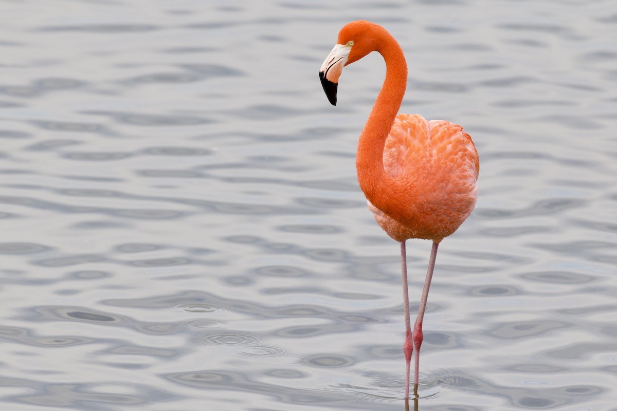 American Flamingo - ML646808083