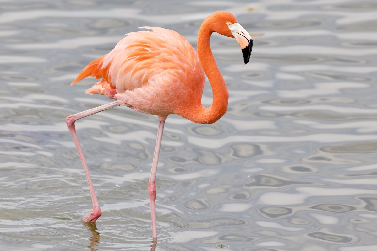 American Flamingo - ML646808084