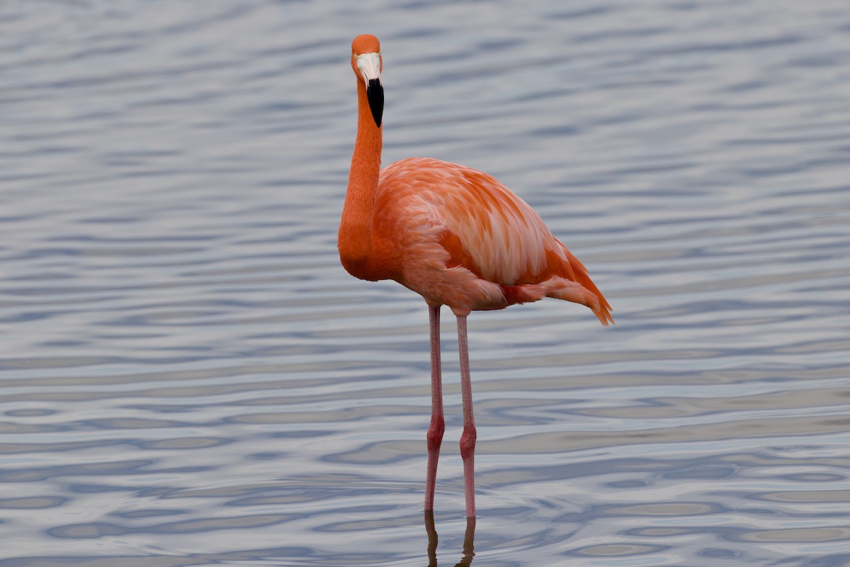 American Flamingo - ML646808085