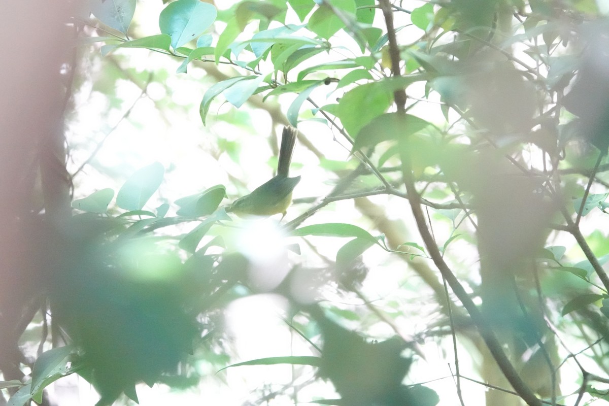 Golden-crowned Warbler - ML646808088