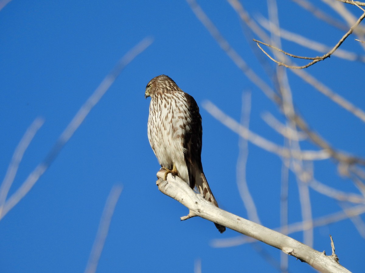 Épervier de Cooper - ML646808089