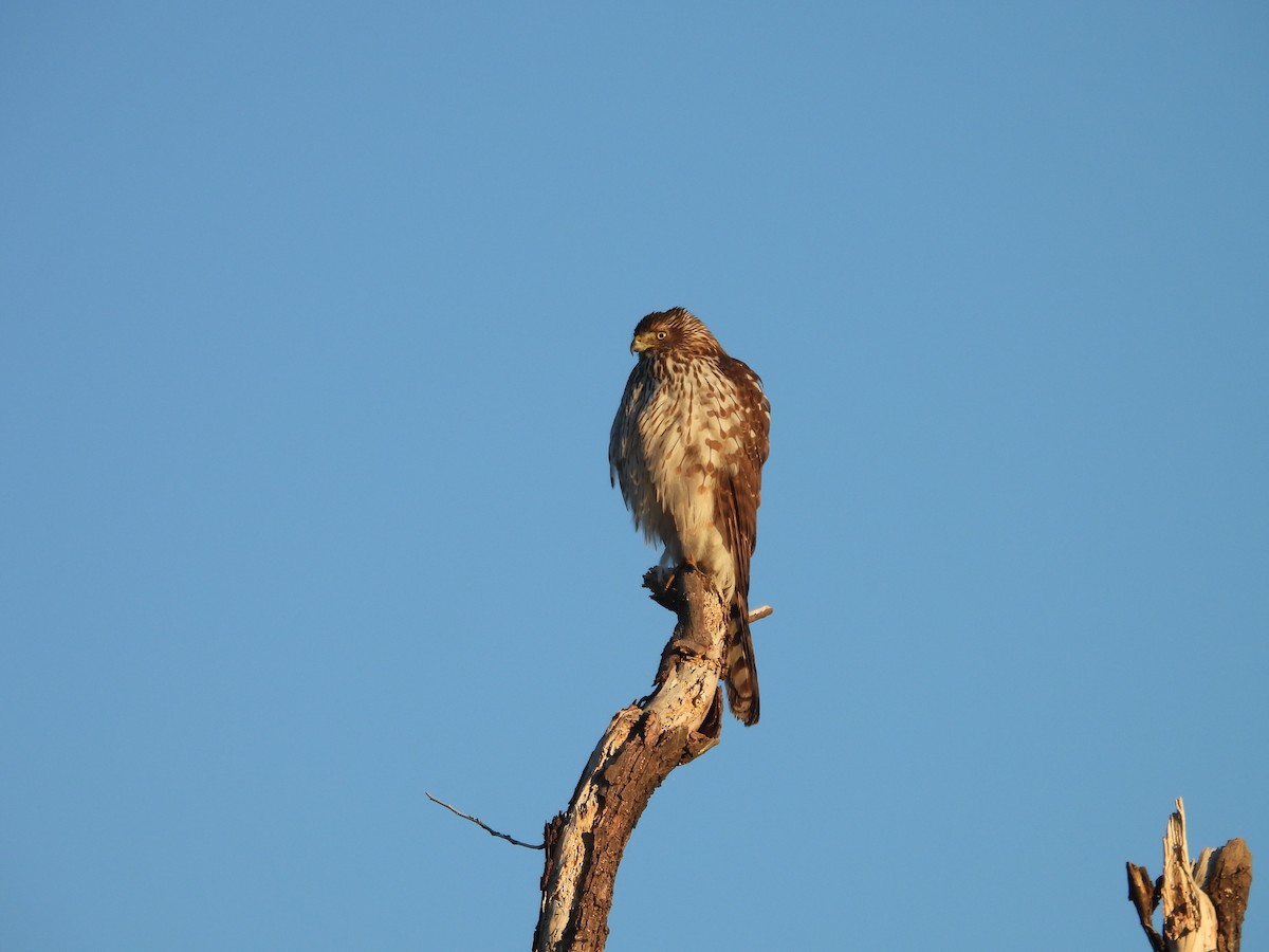 Épervier de Cooper - ML646808090