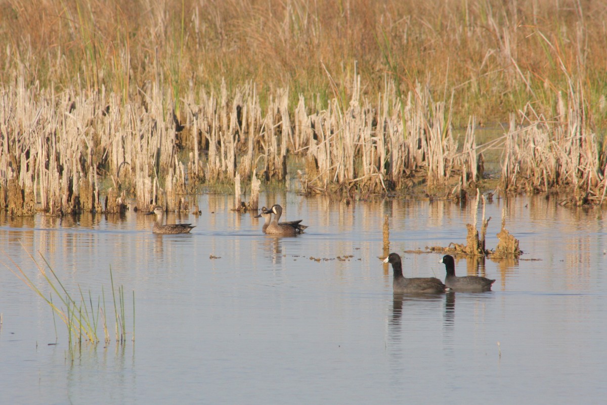 Blue-winged Teal - ML646808091