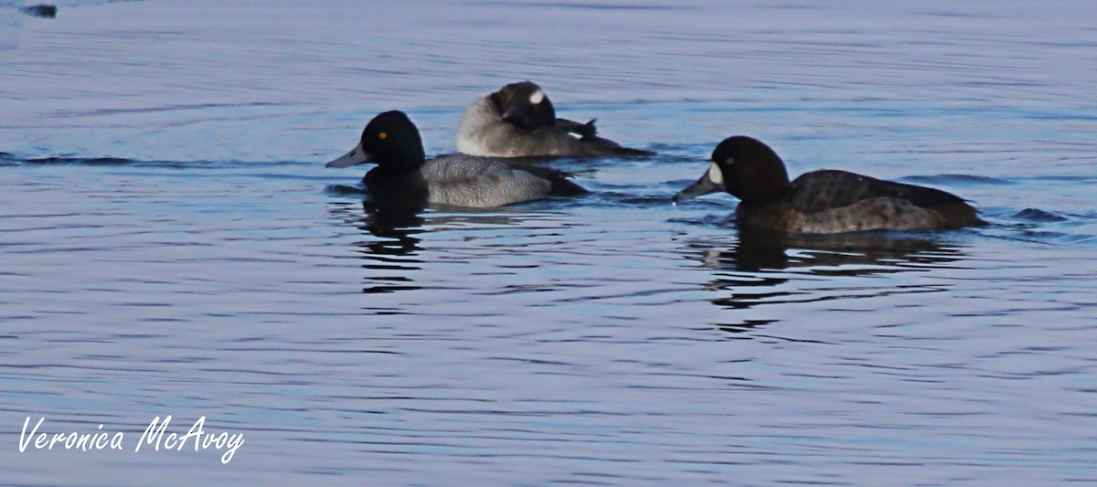 Greater Scaup - ML646808092