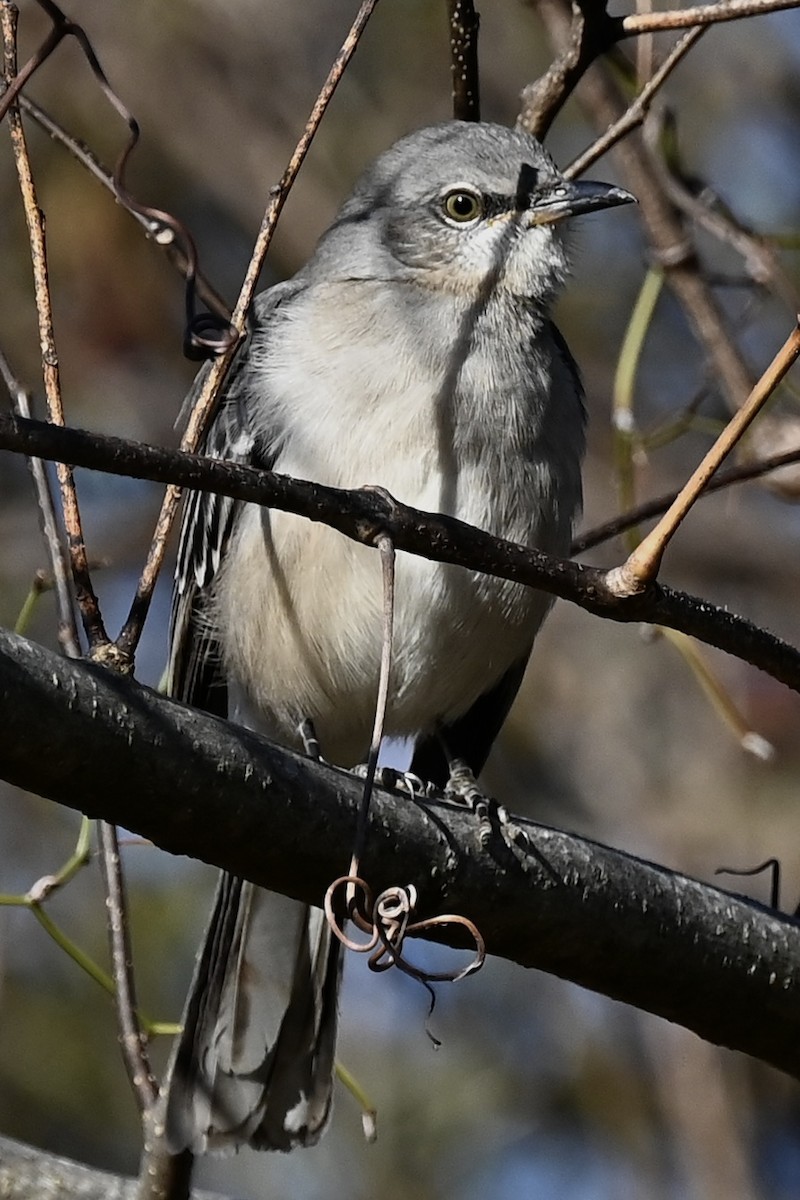 Northern Mockingbird - ML646808096