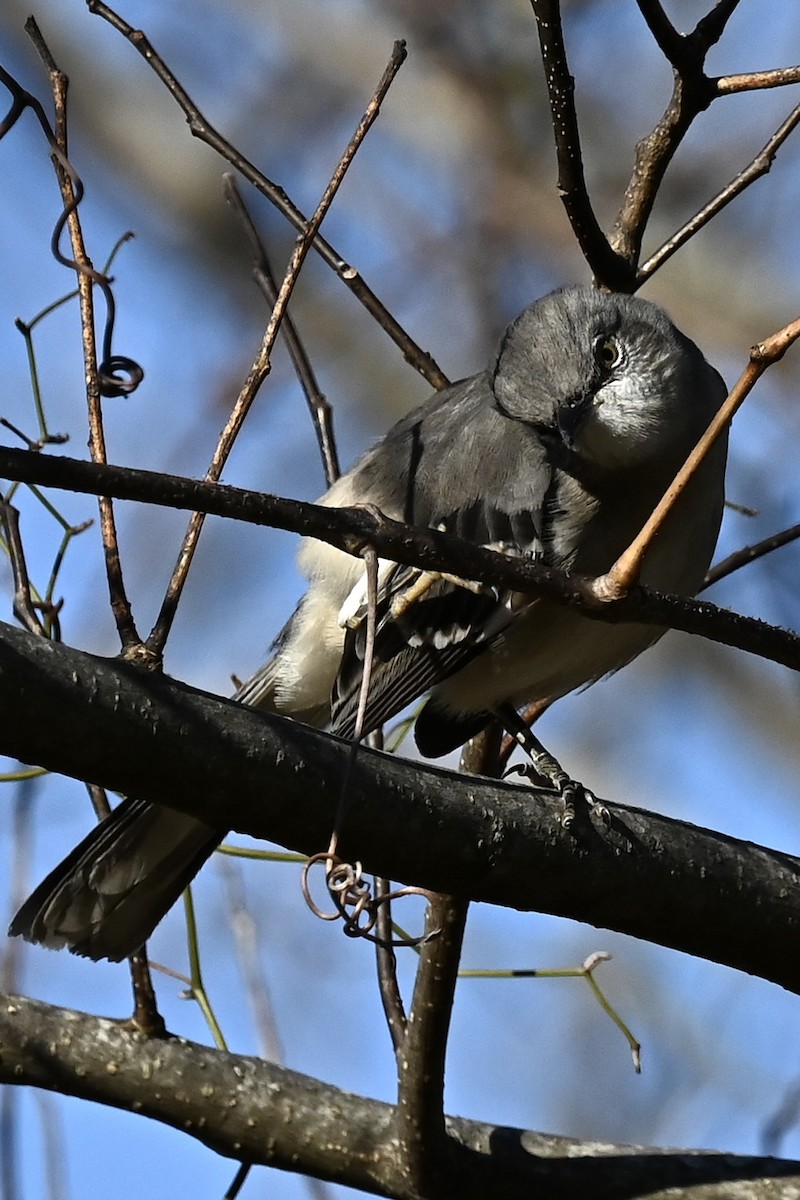 Northern Mockingbird - ML646808098