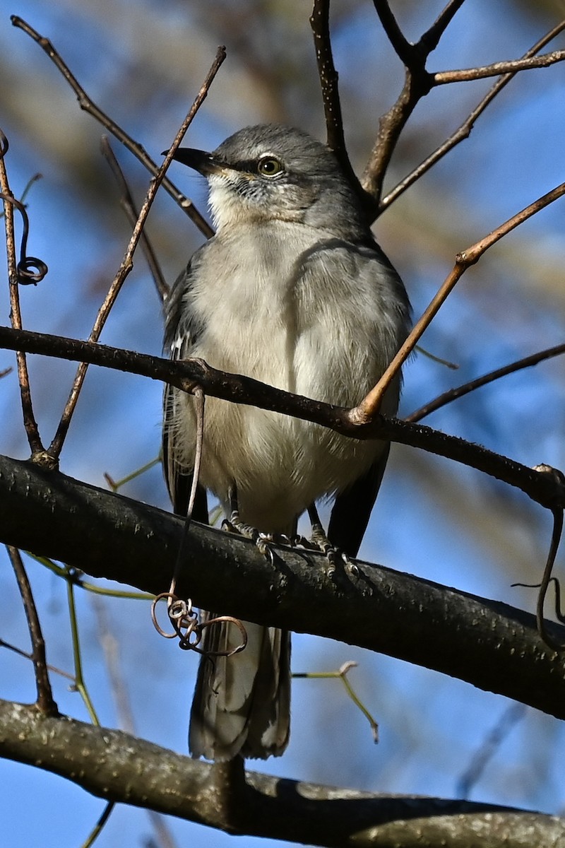 Northern Mockingbird - ML646808099