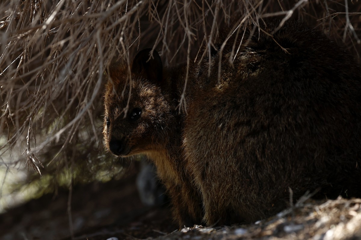 Quokka - ML646808101