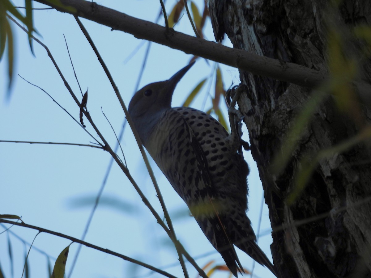 Pic flamboyant - ML646808102