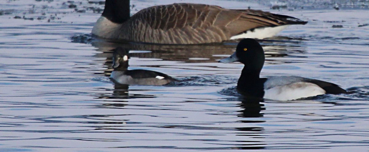 Greater Scaup - ML646808103