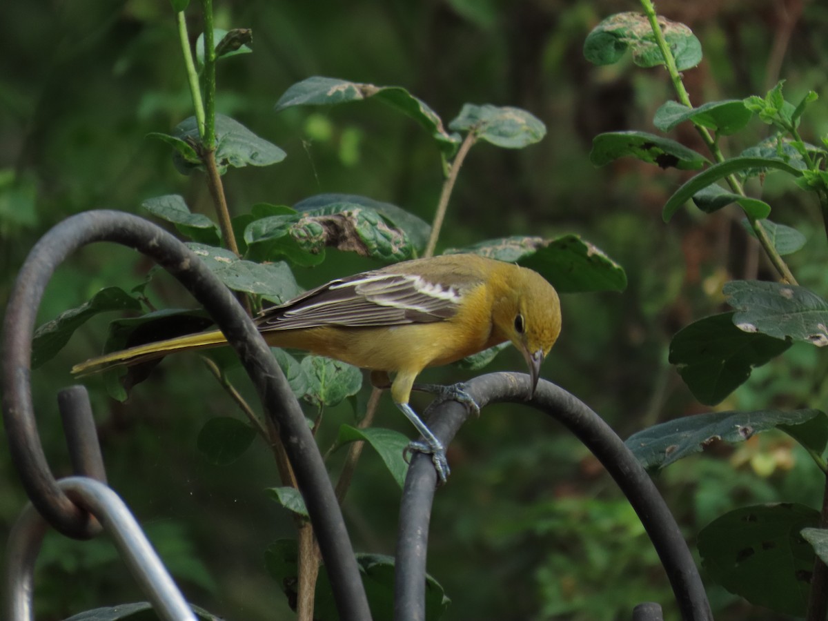 ボルチモアムクドリモドキ - ML646808104