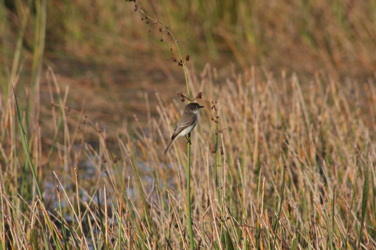Eastern Phoebe - ML646808105