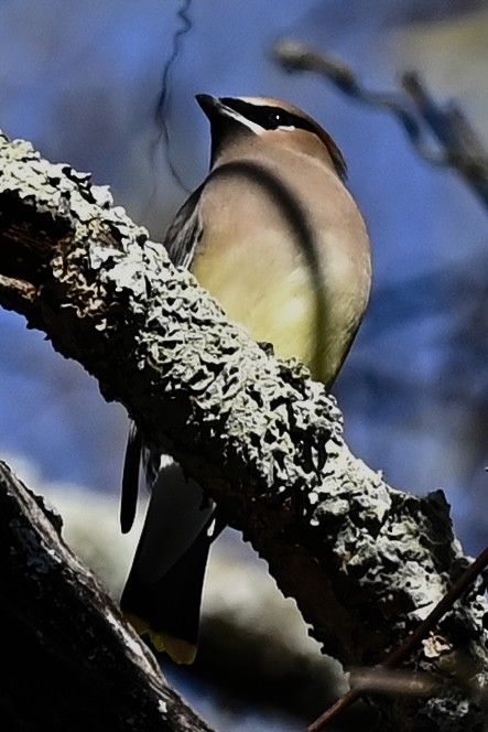 Cedar Waxwing - ML646808107