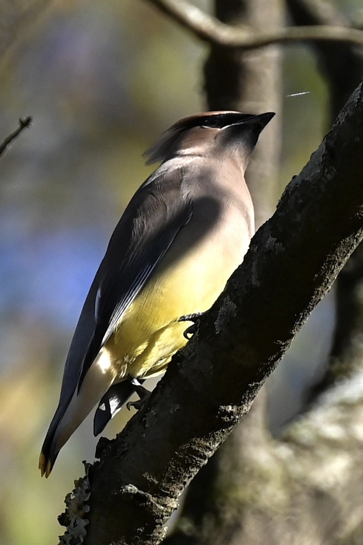 Cedar Waxwing - ML646808108