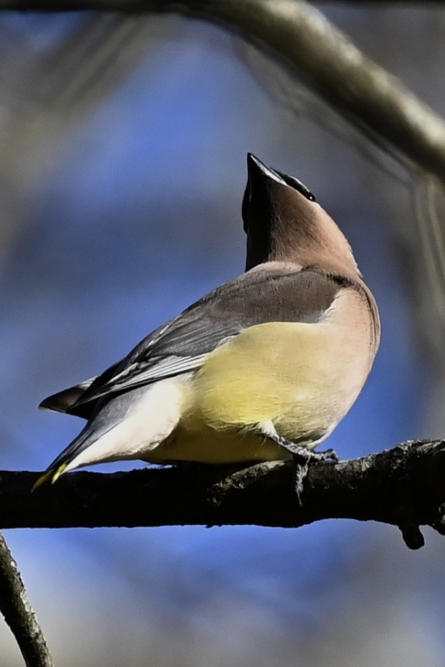 Cedar Waxwing - ML646808111