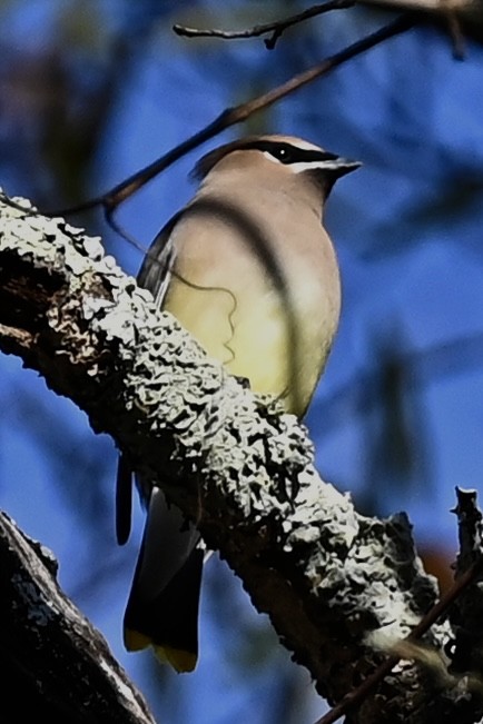 Cedar Waxwing - ML646808112