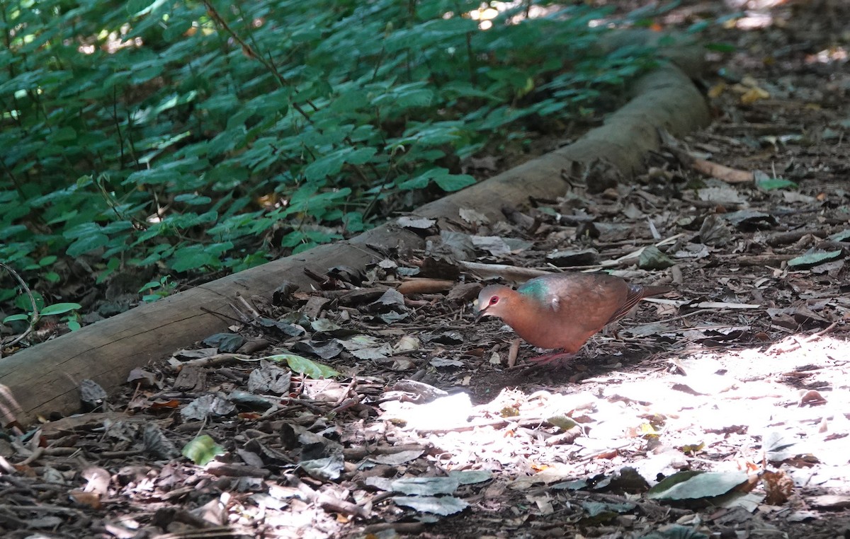 Zimttaube (larvata/bronzina) - ML646808113