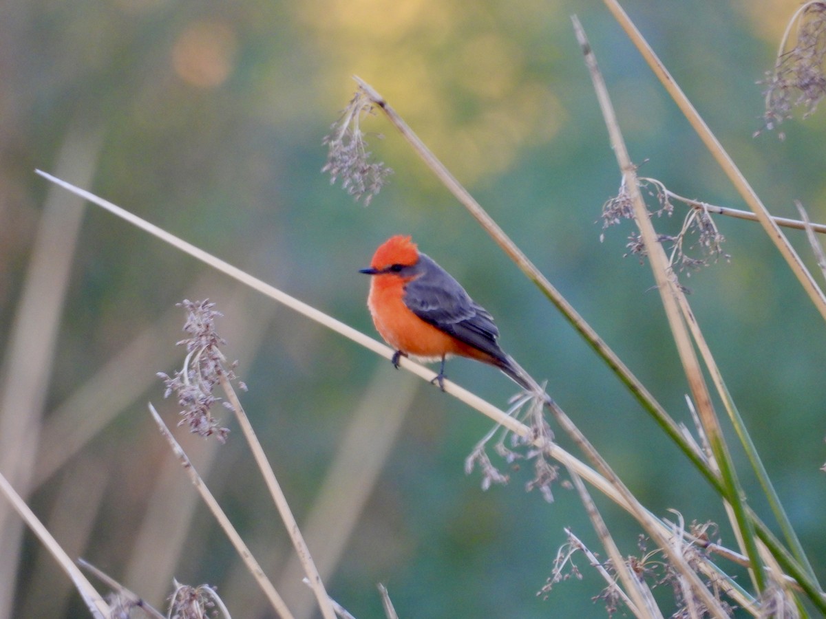 Moucherolle vermillon - ML646808114