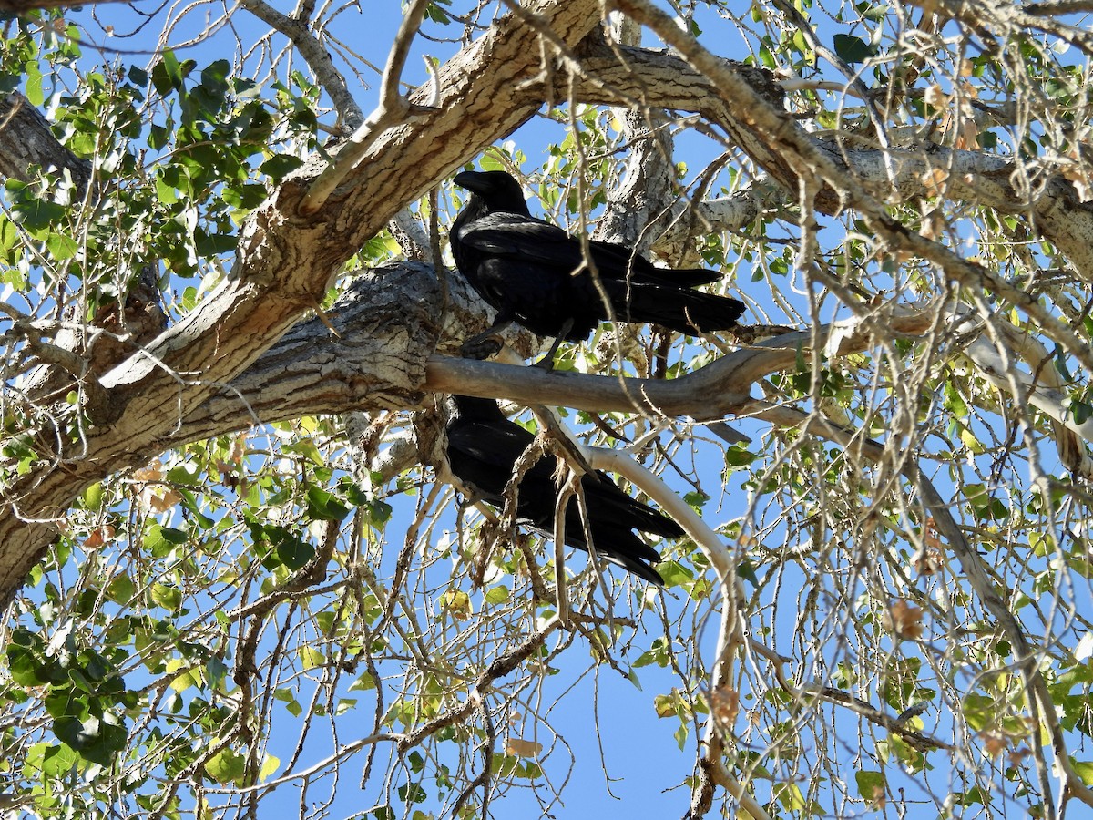 Grand Corbeau - ML646808115