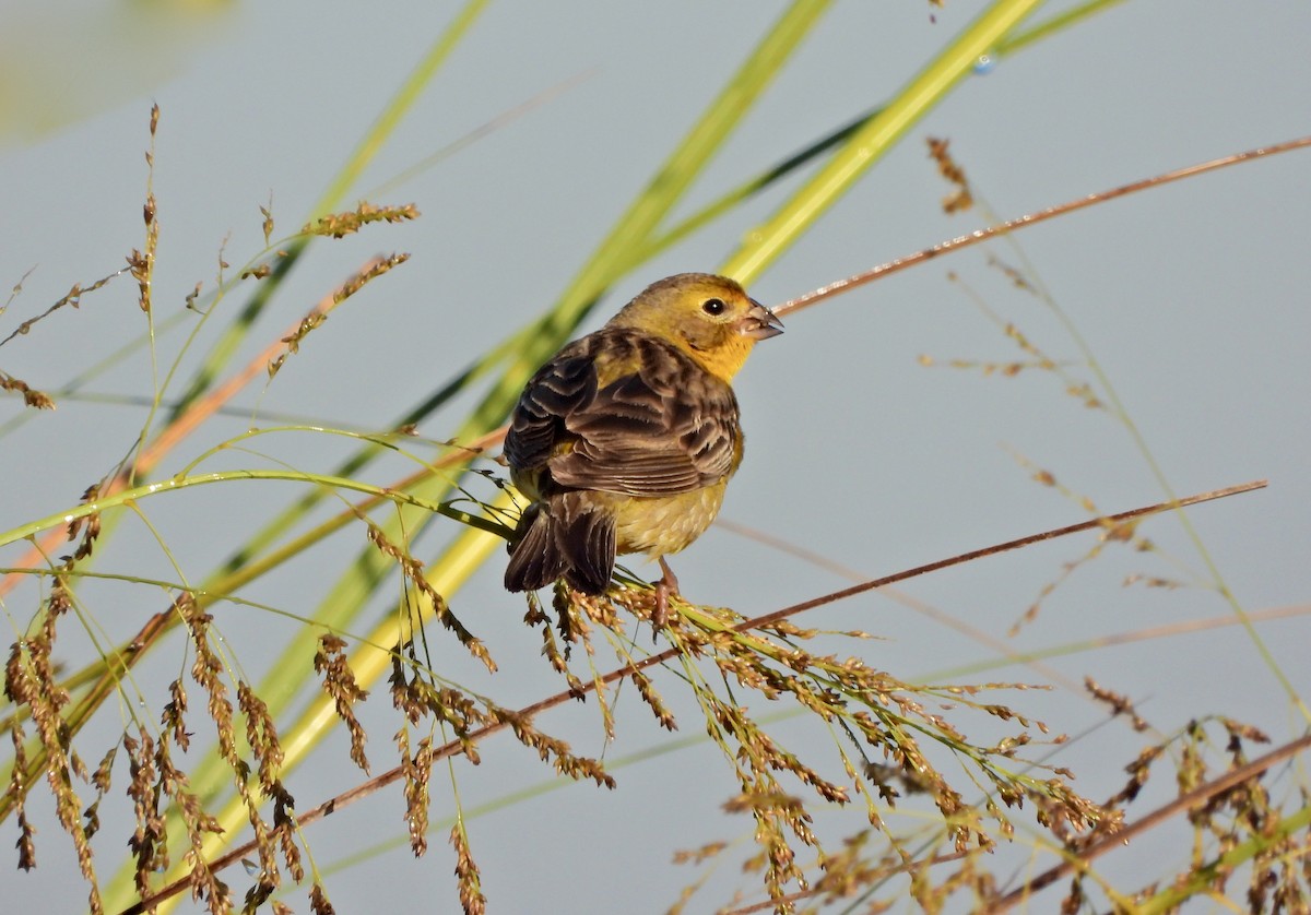 Короткоклювый зерноед - ML646808118