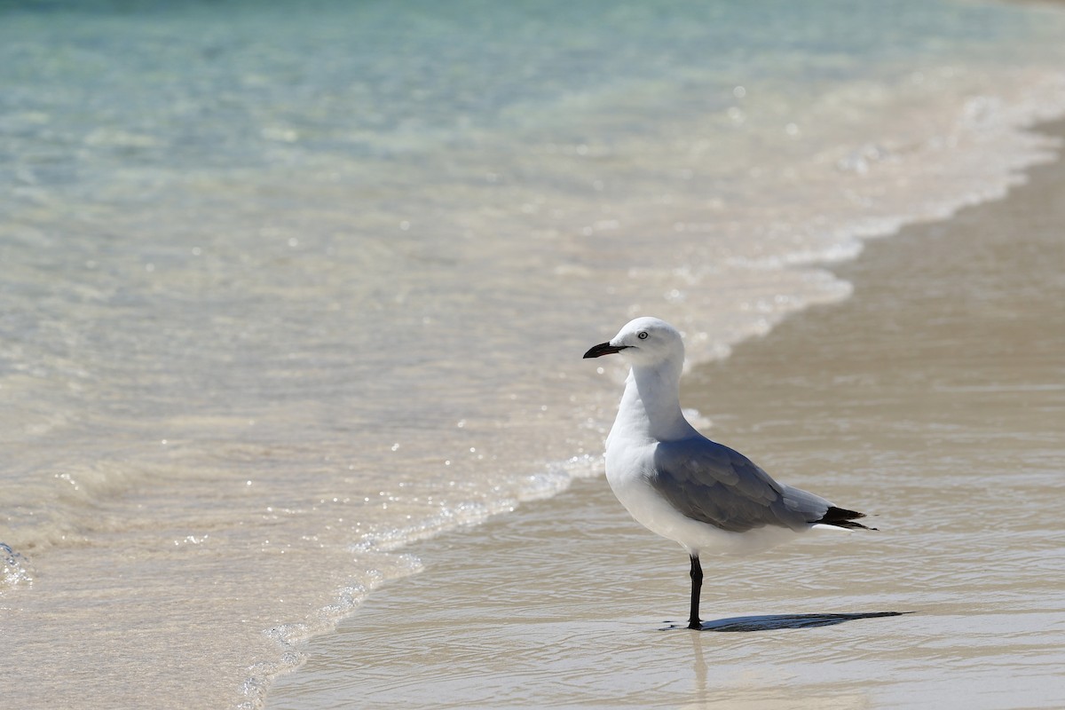 Silver Gull - ML646808122