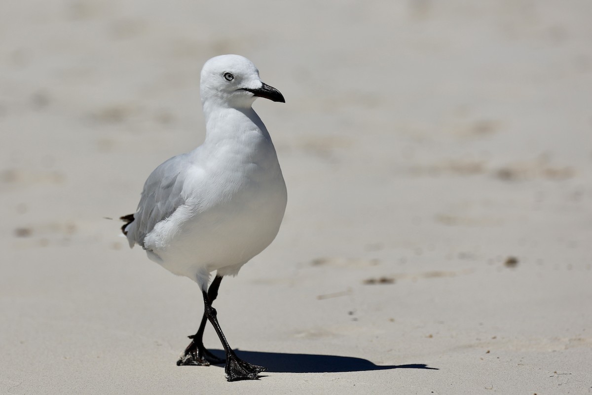 Silver Gull - ML646808123