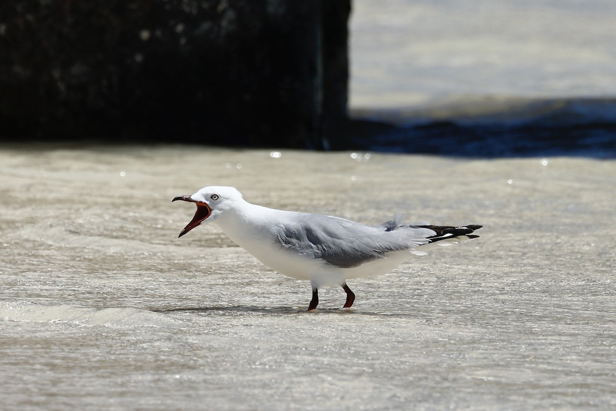 Silver Gull - ML646808124