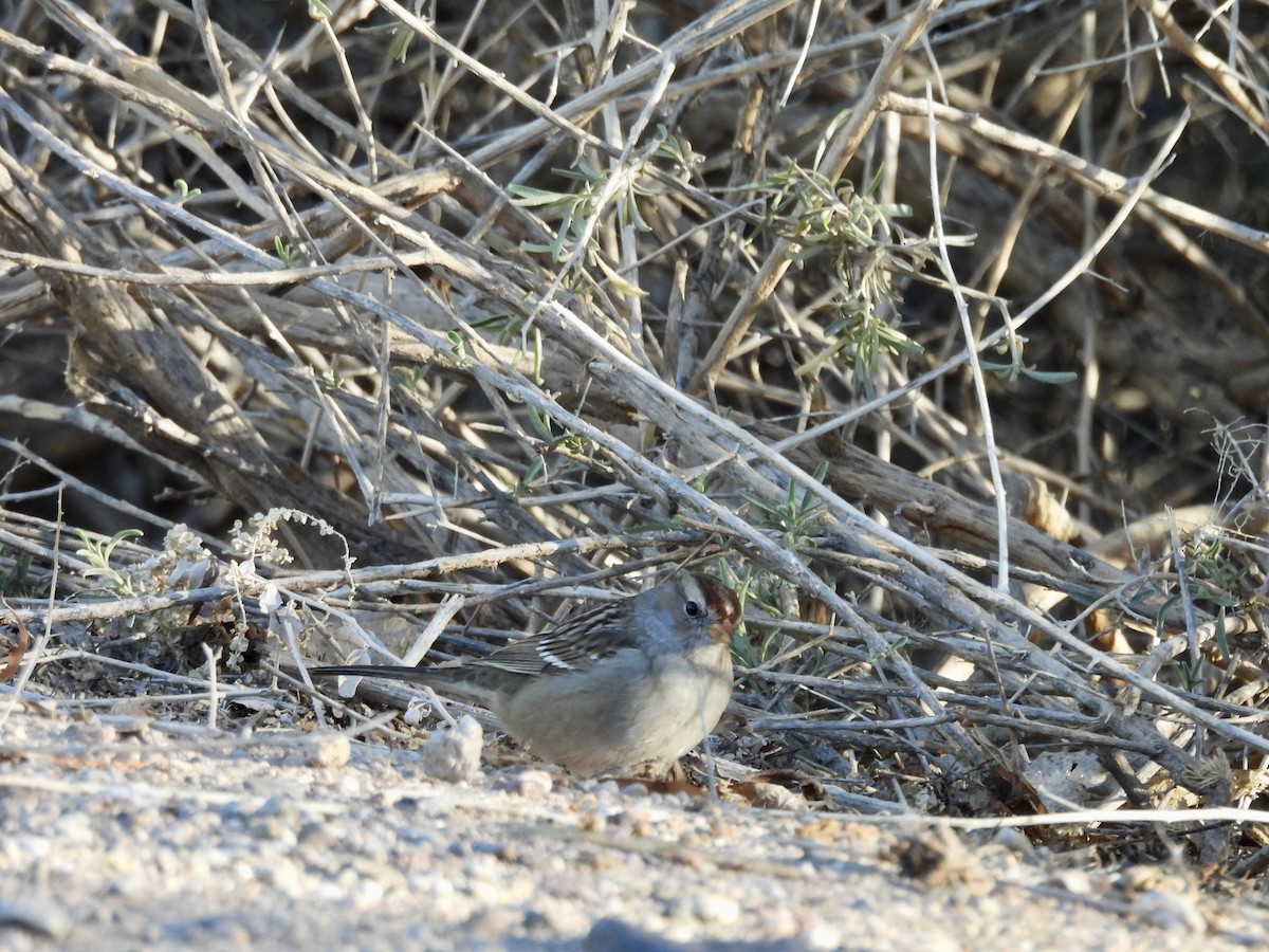 Bruant à couronne blanche - ML646808134