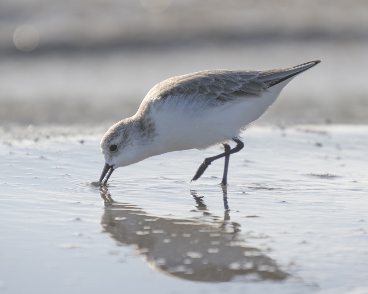 Sanderling - ML646808135