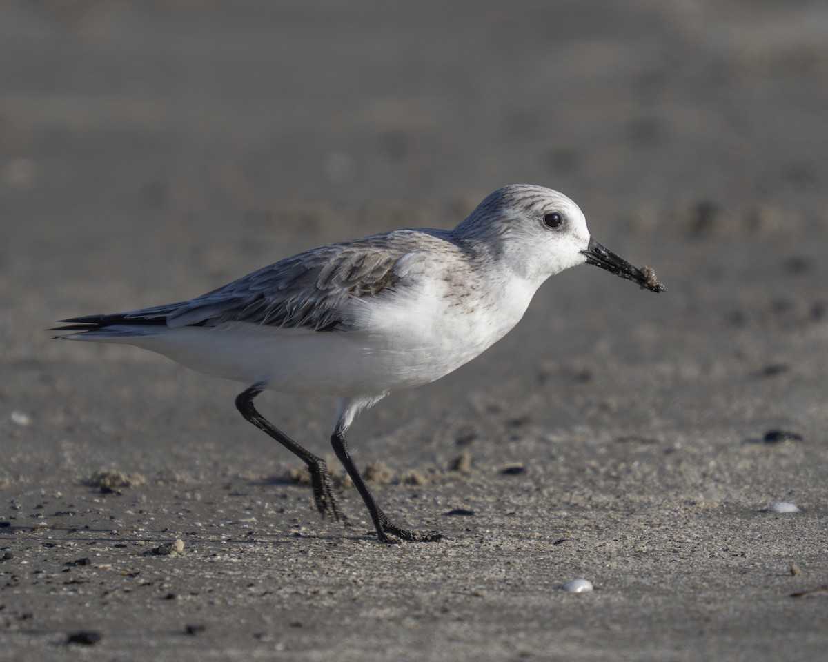 Sanderling - ML646808136