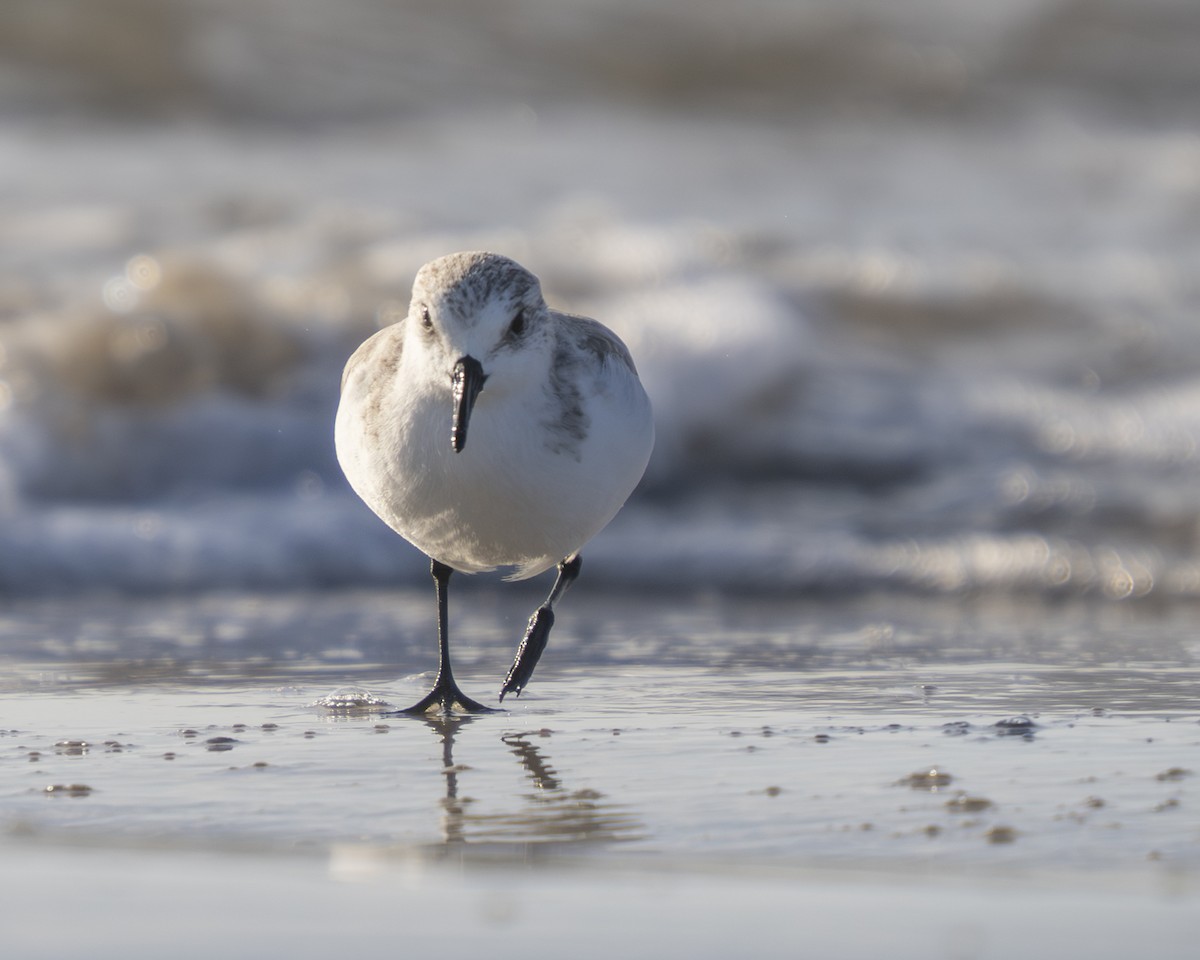 Sanderling - ML646808137