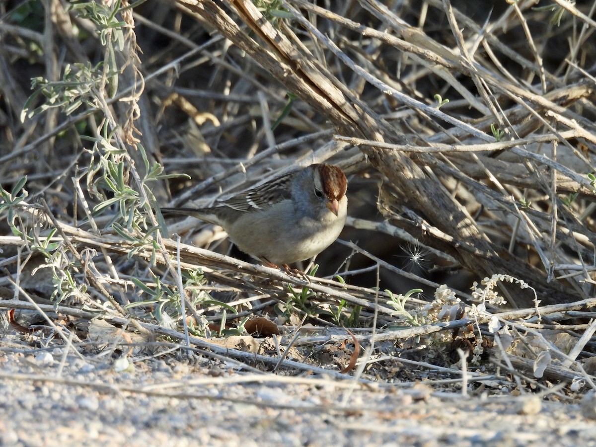 Bruant à couronne blanche - ML646808138