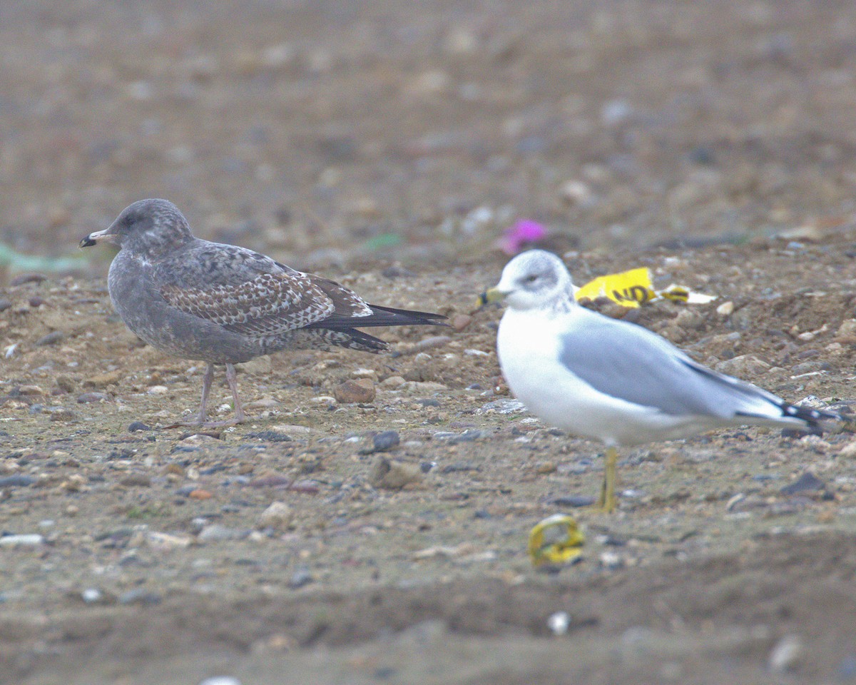 Larus sp. - ML646808139