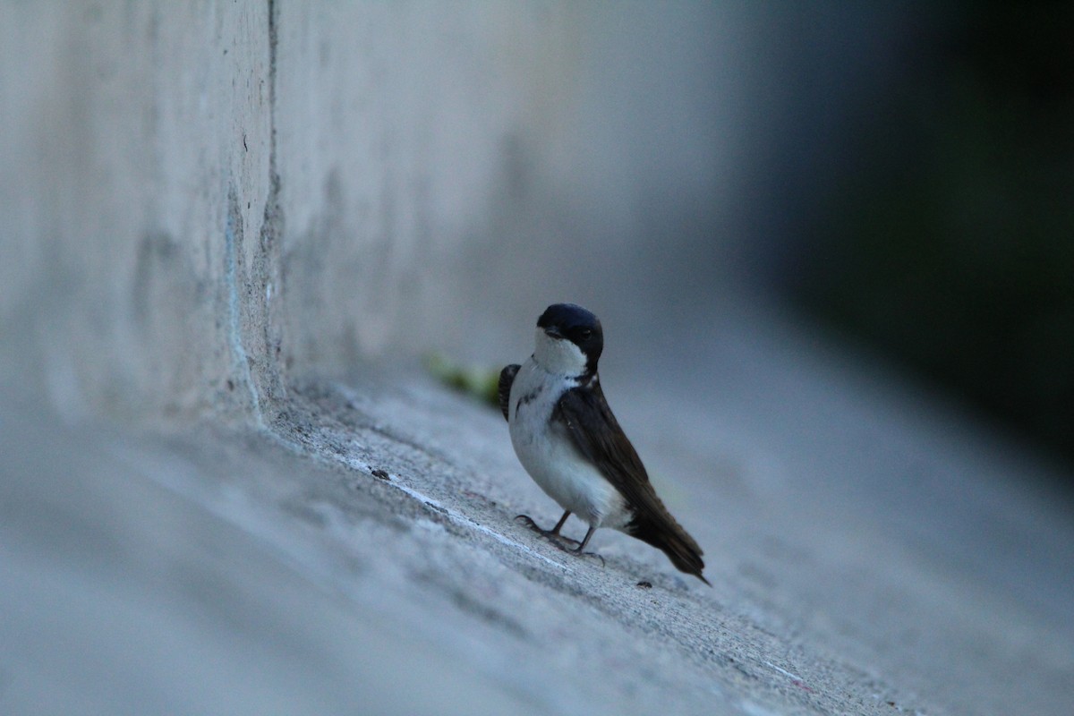 Blue-and-white Swallow - ML646808141