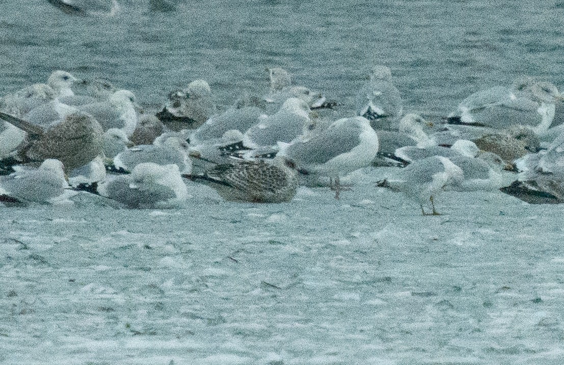 שחף ימי - ML646808142