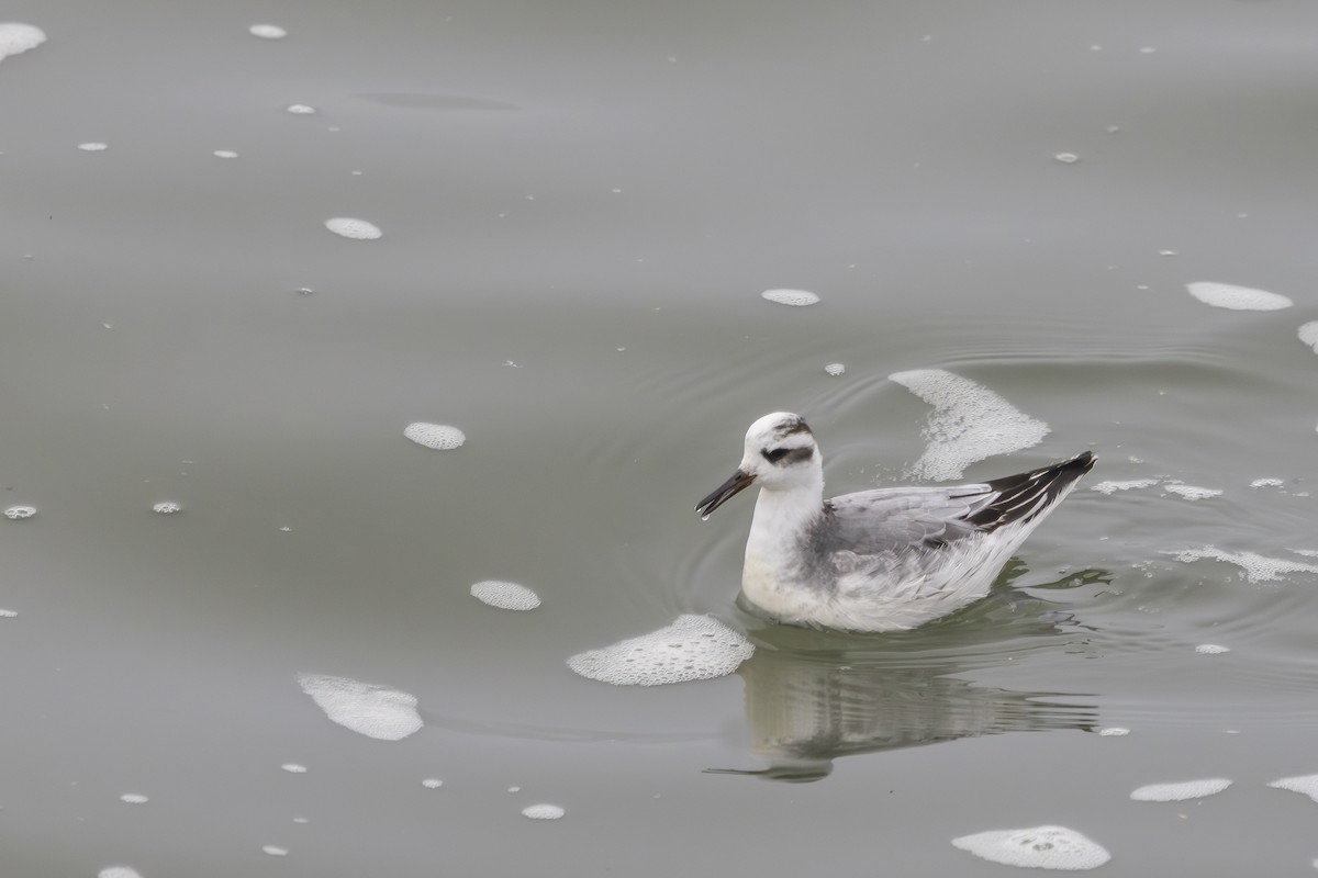 Kızıl Denizdüdükçünü - ML646808144