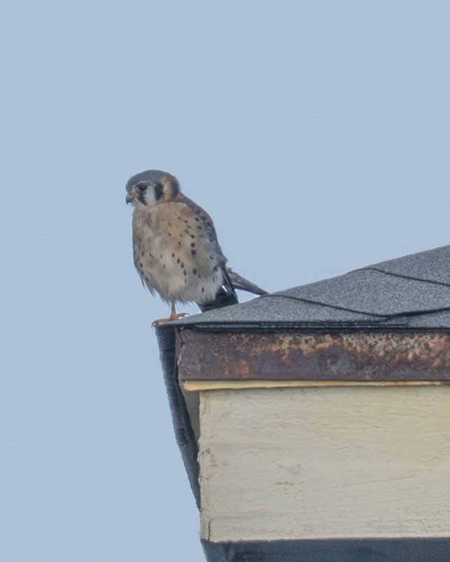 American Kestrel - ML646808145