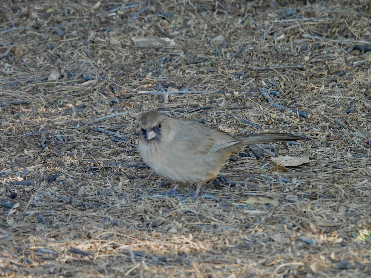 Tohi d'Abert - ML646808146