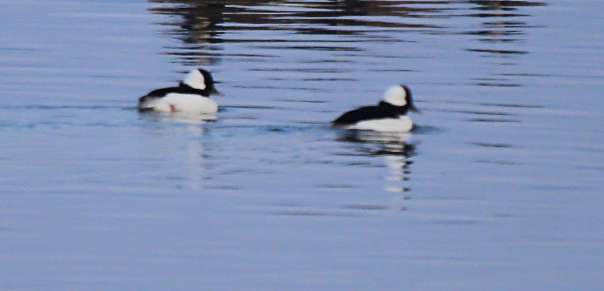 Bufflehead - ML646808147