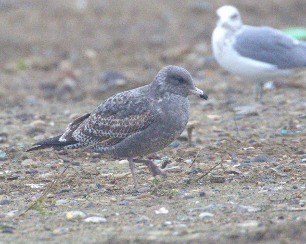 Larus sp. - ML646808148