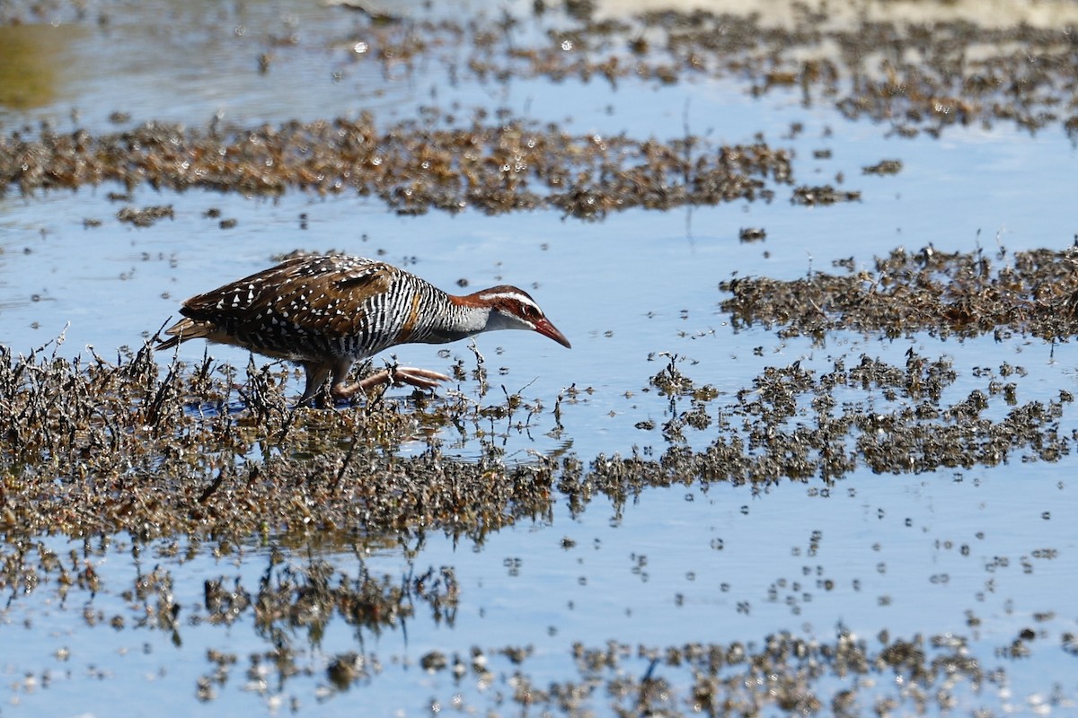 Buff-banded Rail - ML646808152