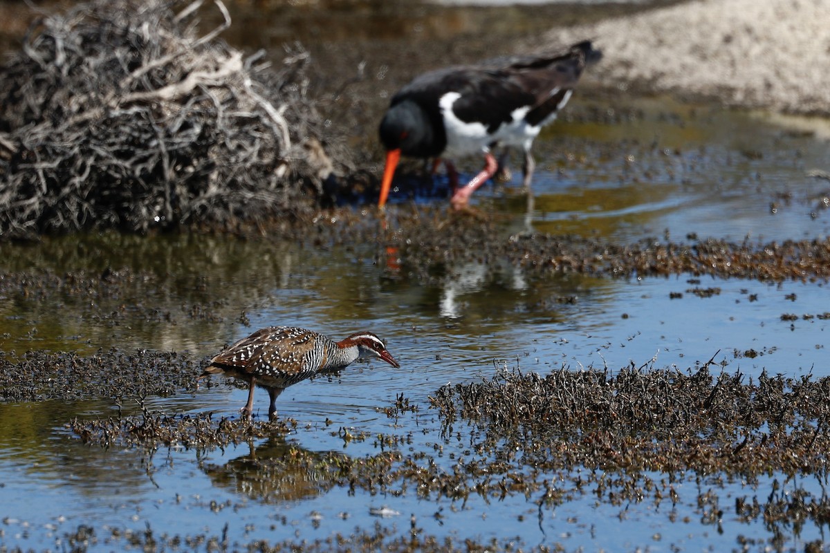 Buff-banded Rail - ML646808153