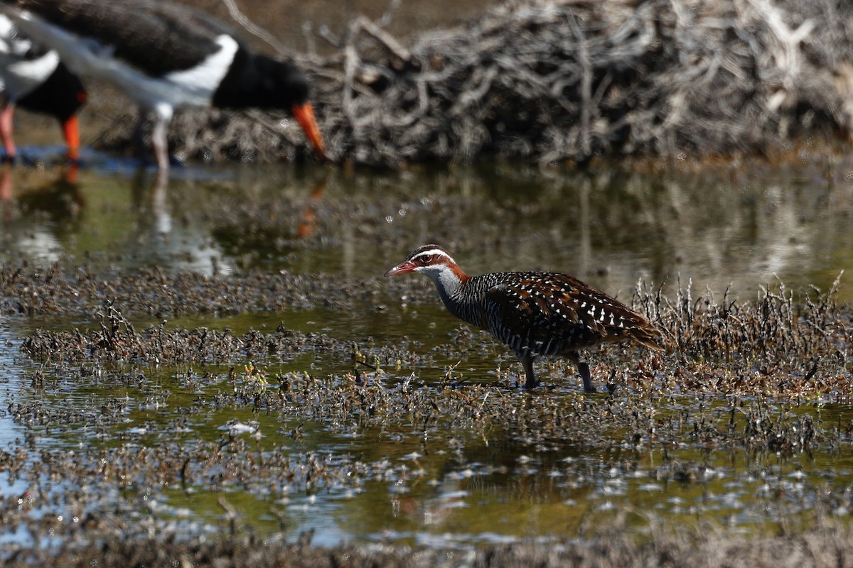 Buff-banded Rail - ML646808154