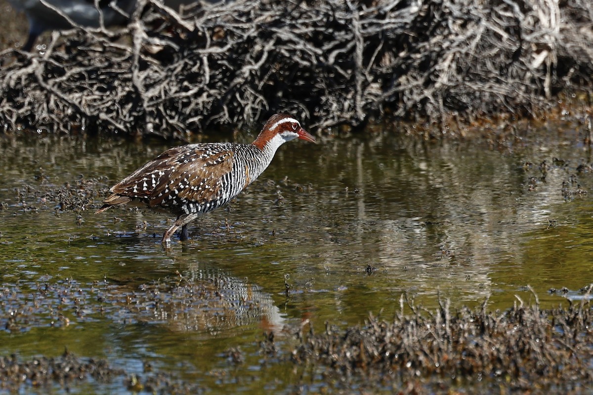 Buff-banded Rail - ML646808155