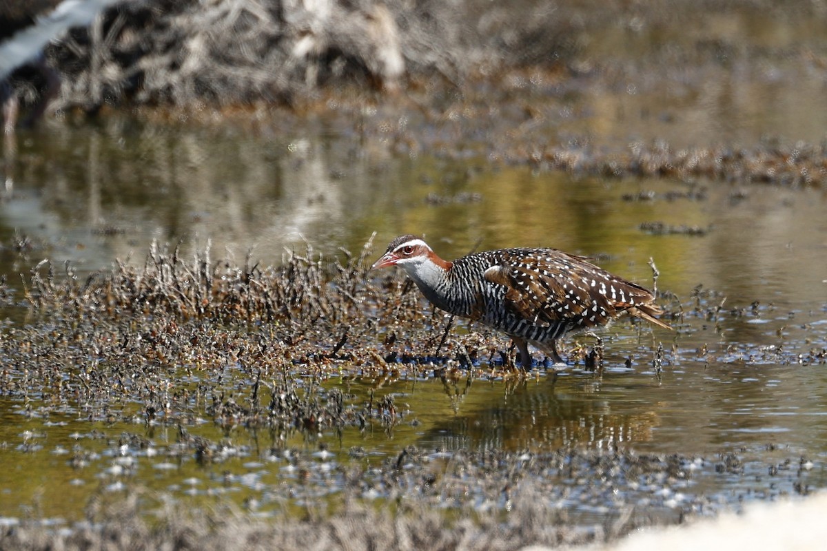 Buff-banded Rail - ML646808156