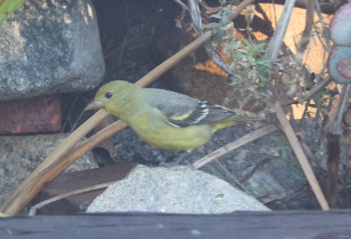 Western Tanager - ML646808157