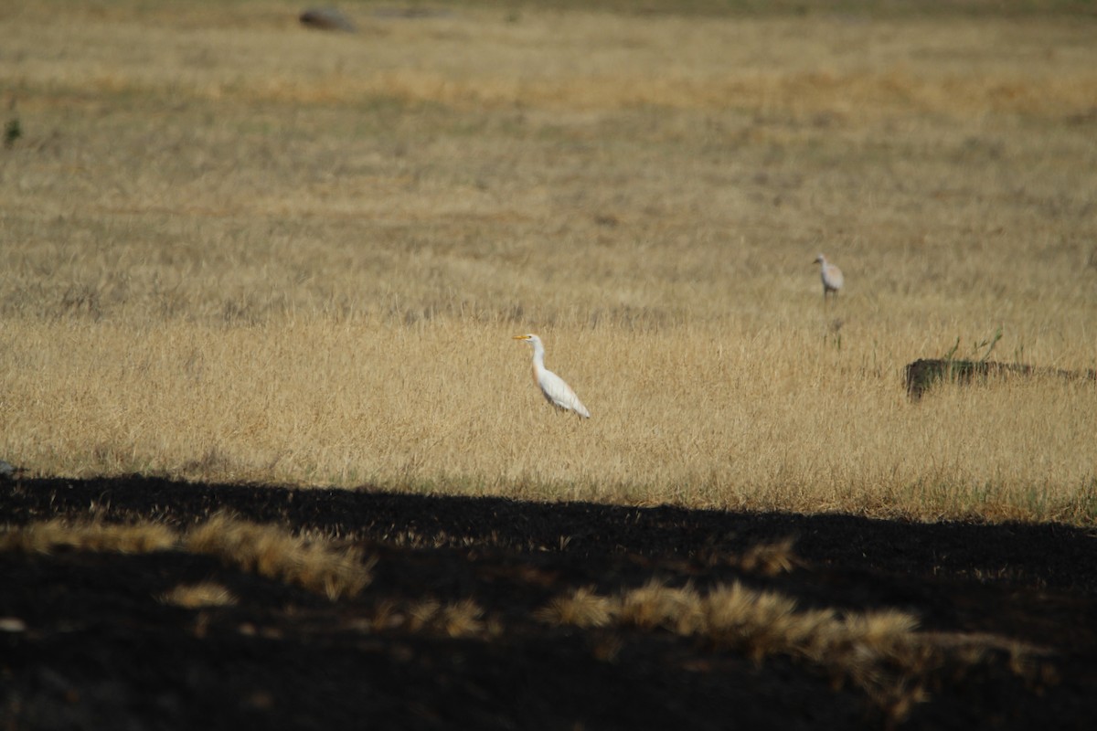 Airone guardabuoi - ML646808158